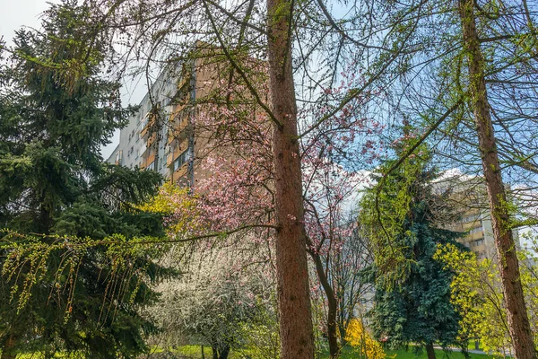 Spring City Landscape Flowering Trees Multistory Building Distance — Zdjęcie stockowe