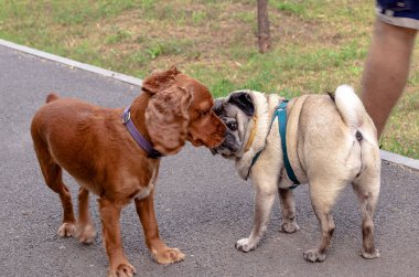 Pug ve Spaniel, iki köpek parkta yürüyüş için karşılaştı.
