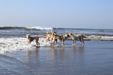 Bir plajda çalışan köpekler
