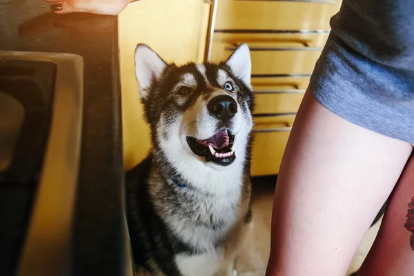 Cão à espera de comida — Fotografia de Stock