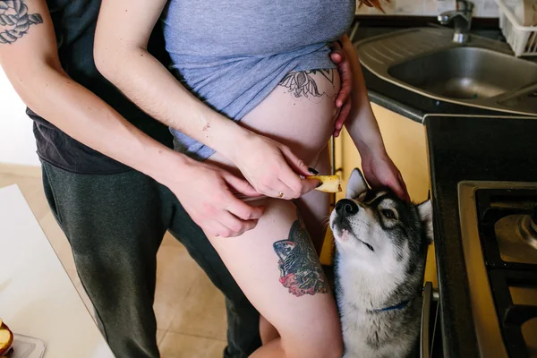 Cão à espera de comida — Fotografia de Stock