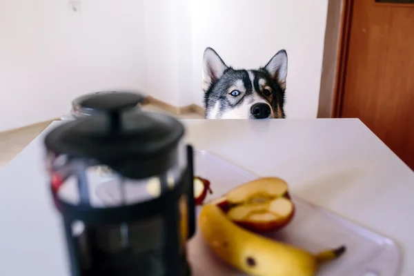 Köpek yemek bekliyor. — Stok fotoğraf