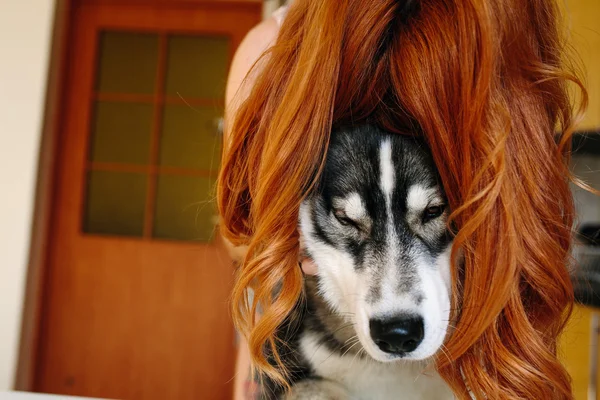Собака и волосы — стоковое фото