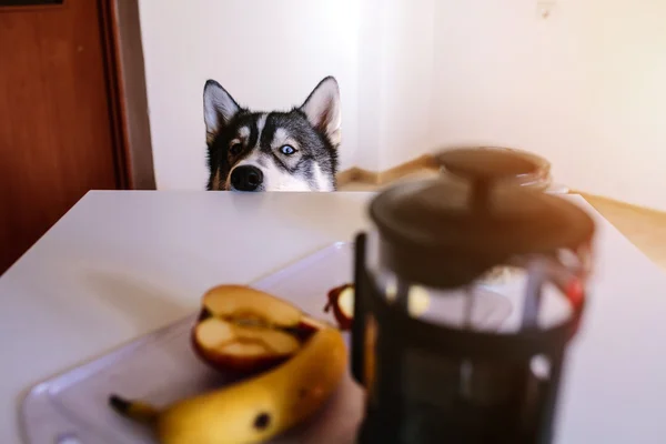 Anjing menunggu makanan. — Stok Foto