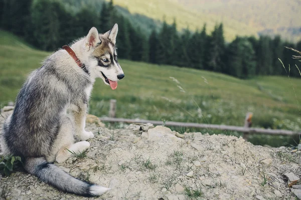 Hund sitzt auf dem Hügel — Stockfoto