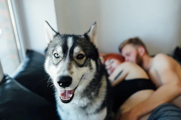 Mulher grávida, homem e cão deitados em uma cama — Fotografia de Stock