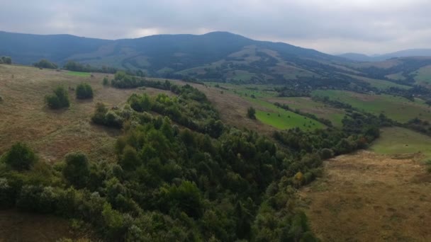 Verdes colinas de la zona de un vuelo de aves — Vídeos de Stock