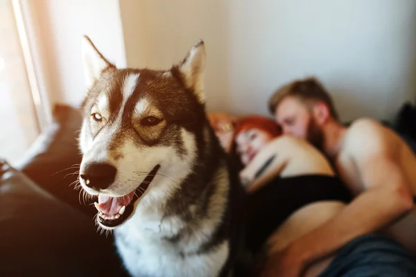 Donna incinta, uomo e cane sdraiati su un letto — Foto Stock