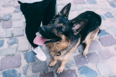 Köpek yukarı bakıyor.