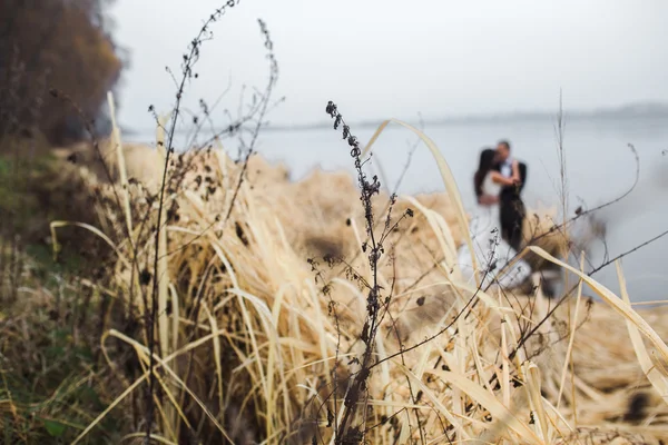 Wedding couple at the lake shore — Stock Photo, Image