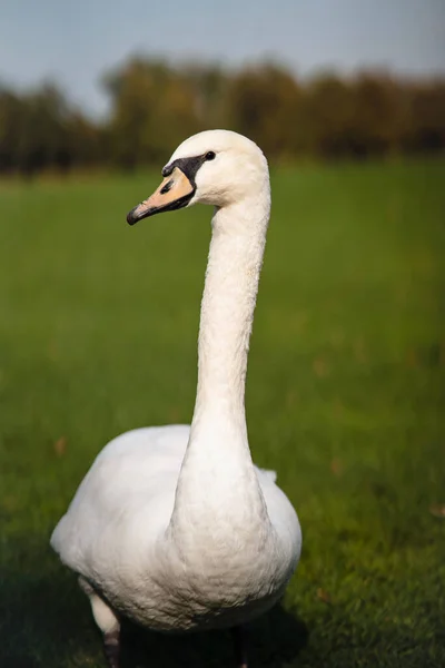 Cigno muto, Cygnus olor, Adulto, ravvicinato — Foto Stock