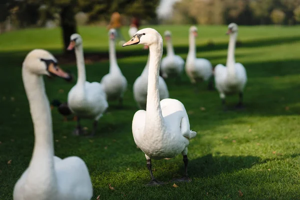 Cigni bianchi appoggiati sull'erba verde del parco. — Foto Stock