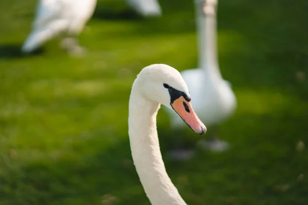 Mute Swan, Cygnus olor, Vuxen, närbild — Stockfoto