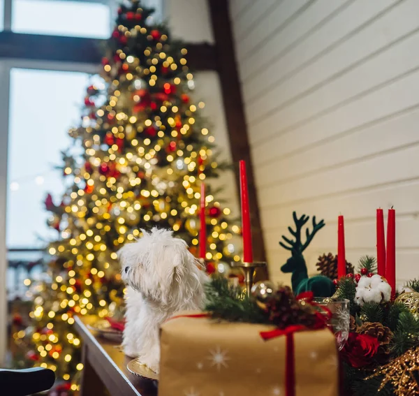 Маленький білий тер'єр на декоративному різдвяному столі — стокове фото
