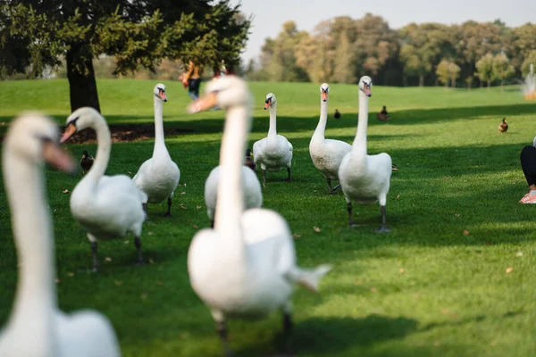 Cigni bianchi appoggiati sull'erba verde del parco. — Foto Stock