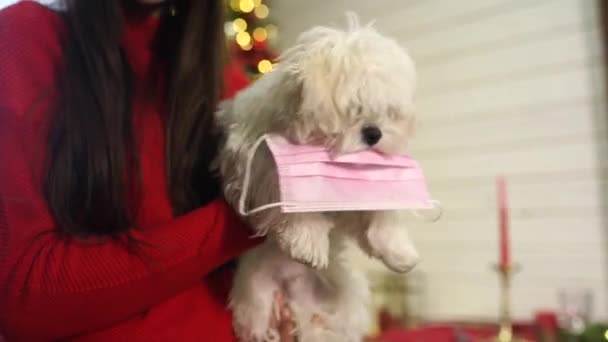 Girl holding a small dog in her arms on new years eve — Stock Video