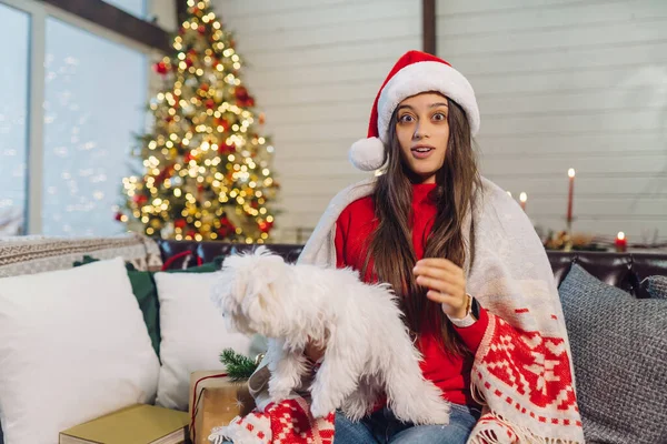 Девушка с маленькой собачкой в руках сидит на диване в канун Нового года — стоковое фото