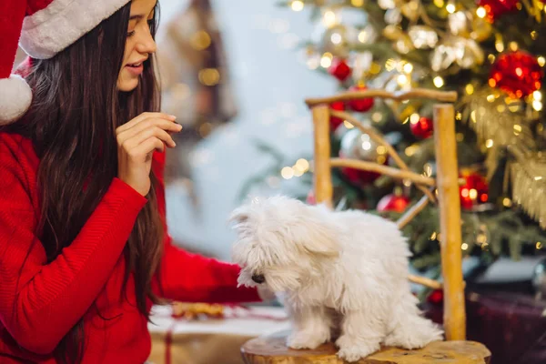 An Silvester spielt eine Frau mit einem kleinen Hund. — Stockfoto