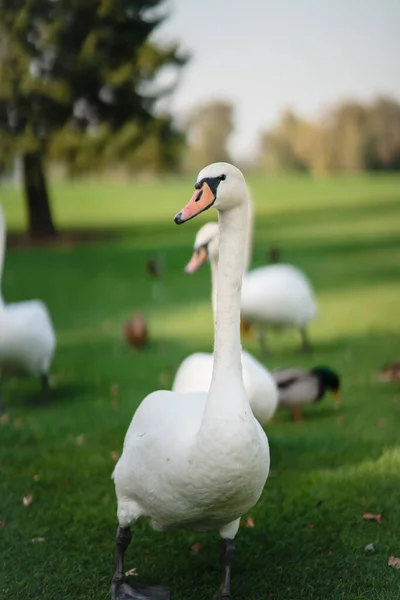 Cigni bianchi appoggiati sull'erba verde del parco. — Foto Stock