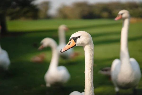 Cigni bianchi appoggiati sull'erba verde del parco. — Foto Stock