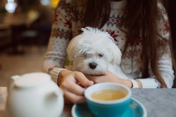 Mulher bonita está segurando seu cão bonito, beber café no café — Fotografia de Stock