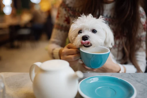 Mulher bonita está segurando seu cão bonito, beber café no café — Fotografia de Stock