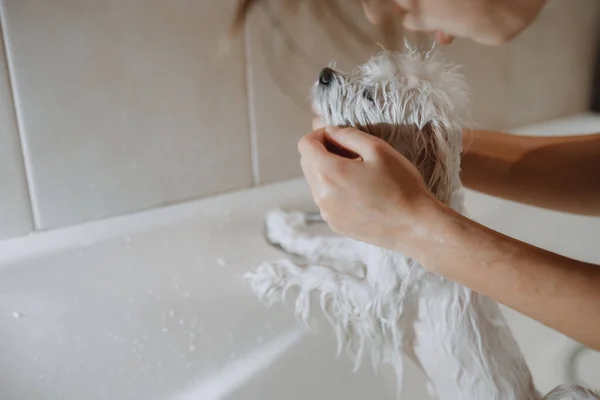 Un perro blanco se estaba bañando, bañando perros en el interior. —  Fotos de Stock