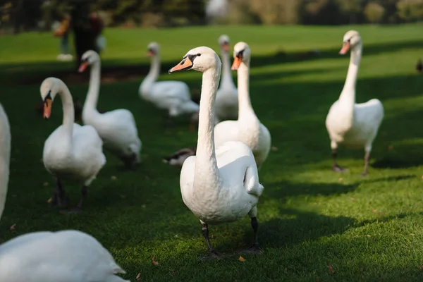 Cigni bianchi appoggiati sull'erba verde del parco. — Foto Stock