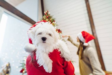 Yeni yıl arifesinde kucağında küçük bir köpek tutan bir kız.