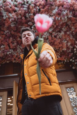 Yakışıklı adamın bir çiçeği var, pembe laleden kız arkadaşına.