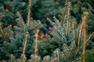 Spruce şubesi. İğneli ladin çok güzel bir dalı. Spruce yaklaş..