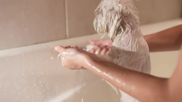 Ein weißer Hund badete, Badehunde im Haus. — Stockvideo