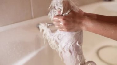 Beyaz bir köpek banyo yapıyordu, köpekleri evde yıkıyordu..