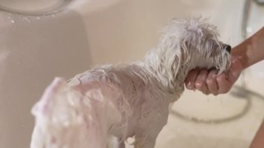 Beyaz bir köpek banyo yapıyordu, köpekleri evde yıkıyordu..