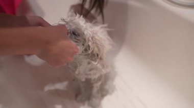 Beyaz bir köpek banyo yapıyordu, köpekleri evde yıkıyordu..