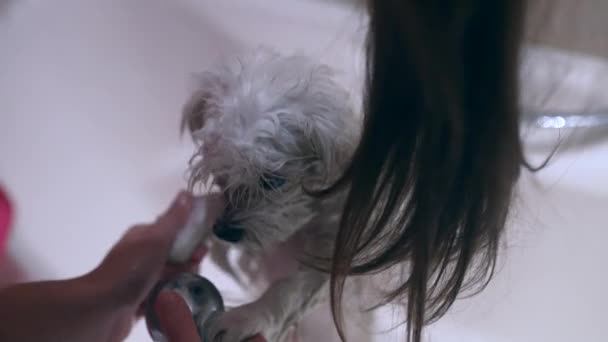 Beyaz bir köpek banyo yapıyordu, köpekleri evde yıkıyordu.. — Stok video