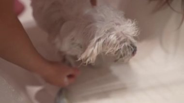 Beyaz bir köpek banyo yapıyordu, köpekleri evde yıkıyordu..