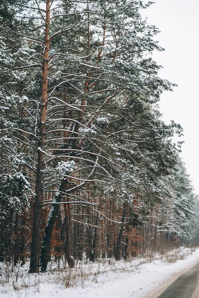 Лес зимой с живописной дорогой через него — стоковое фото