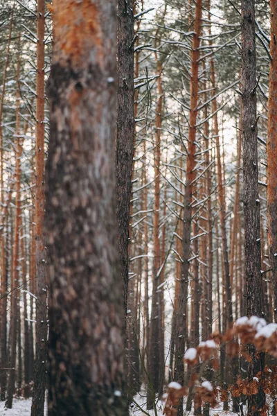 Зимний лес со снегом на деревьях и полу — стоковое фото