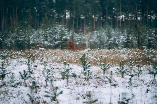 Vinterskog med snö på träd och golv — Stockfoto