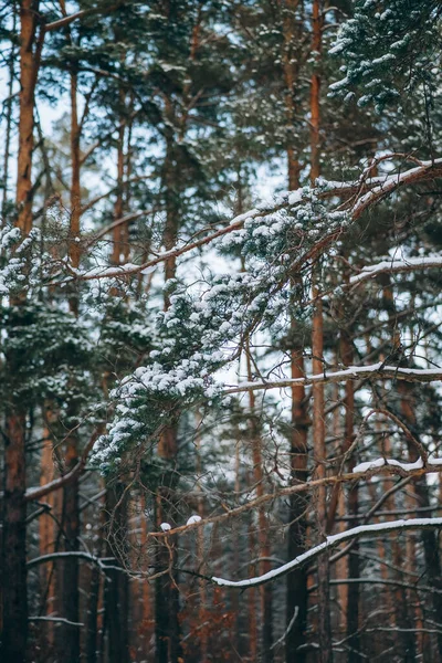 树木和地面上都有雪的冬季森林 — 图库照片
