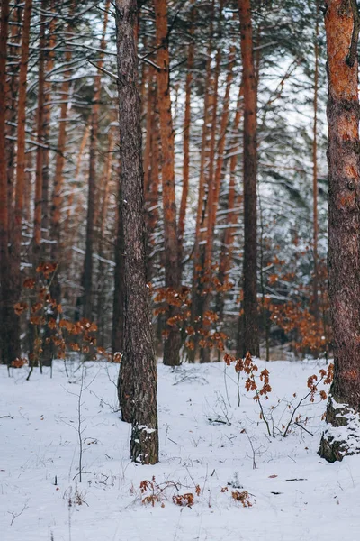 Floresta de inverno com neve em árvores e chão — Fotografia de Stock
