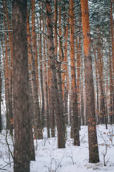 Зимний лес со снегом на деревьях и полу — стоковое фото