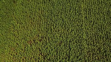 Yaz boyunca ayçiçeği tarlası