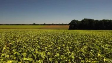 Yaz boyunca ayçiçeği tarlası