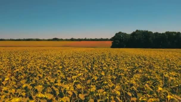Sonnenblumenfeld im Sommer — Stockvideo