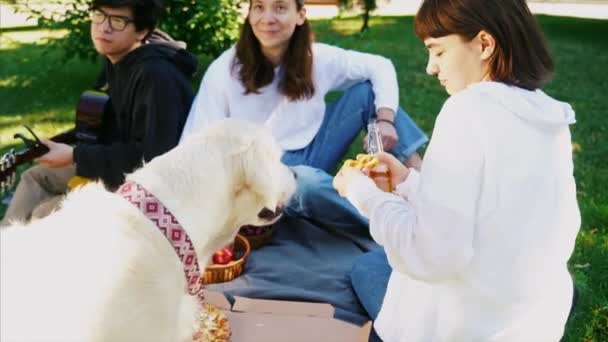 Kompania pięknych młodych ludzi i psów podczas lunchu na świeżym powietrzu. — Wideo stockowe