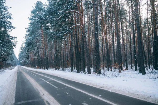 Лес зимой с живописной дорогой через него — стоковое фото