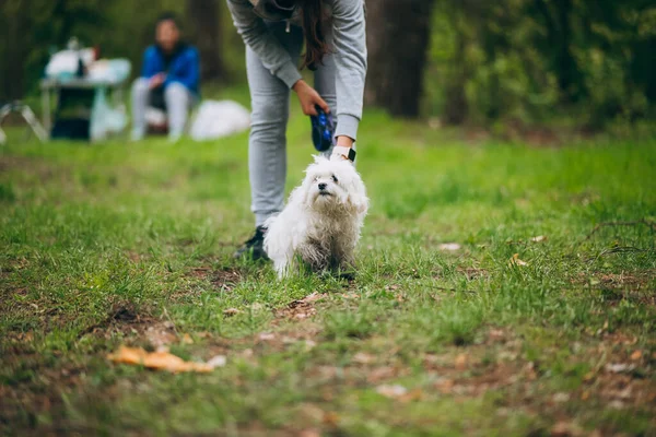 Hermosa mujer con juguetón joven perro — Foto de Stock