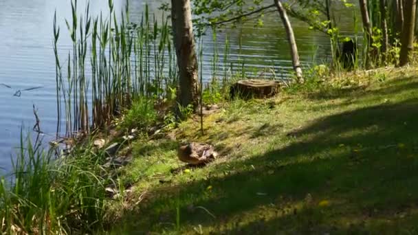 Uma grande mãe pato, patinhos descansar na costa do reservatório e nadar. — Vídeo de Stock